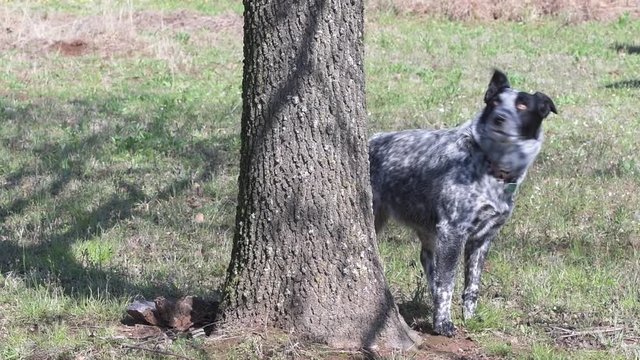 Black and white spotted Texas Heeler dog barking up a tree, looking for a squirrel