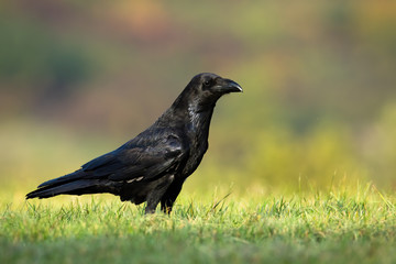 Interested solitary common raven, corvus corax, sitting on a meadow with green grass in summer at sunrise. Alert wild bird with massive dark bill on the ground in nature from side view.