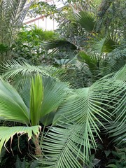 tropical plants in greenhouse of botanical garden 