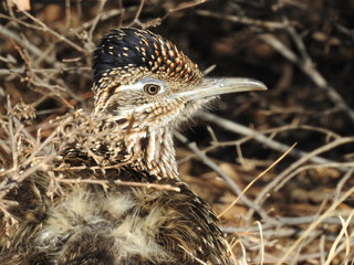 Roadrunner