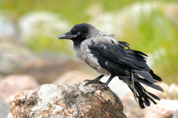 Crow young chick sitting on a stone