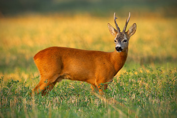 Strong old roe deer, capreolus capreolus, buck with long antlers standing on stubble field at sunset. Muscular adult mammal watching from side view in sunny summer nature.