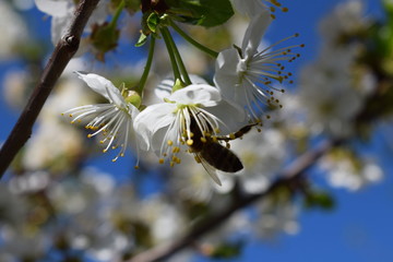 Prunus avium