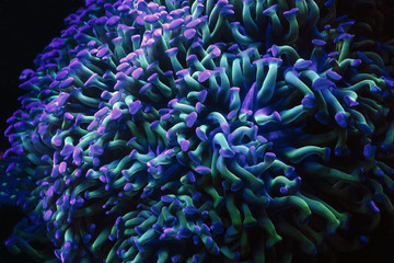 Underwater world. The polyps of the coral Euphyllia are shot in ultraviolet light. Macroshooting.