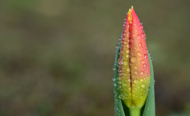 Close-up of the bud of a pink tulip against a green background with space for text