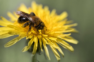 Wild bee collecting polen from yellow dandelion flower