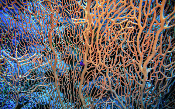  Underwater world. Pseudochromis fridmani amid the gorgonaria coral.