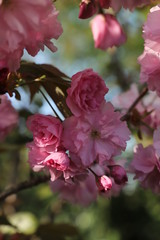 paysage de printemps cerisier du japon en  fleurs