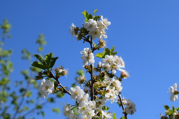 Prunus avium