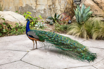 Peacock in the park. Free walking bird.