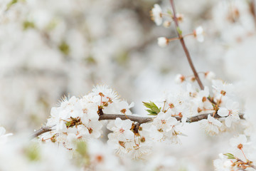 Cherry blossom in spring for background or copy space for text