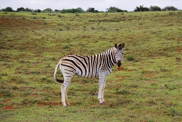 Fototapeta na wymiar Zebra looking in the camera at Addo Elephant National Park