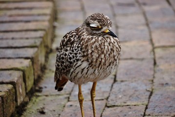 Portrait of a dozy Water thick-knee Bird