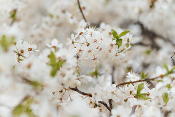 Cherry blossom in spring for background or copy space for text