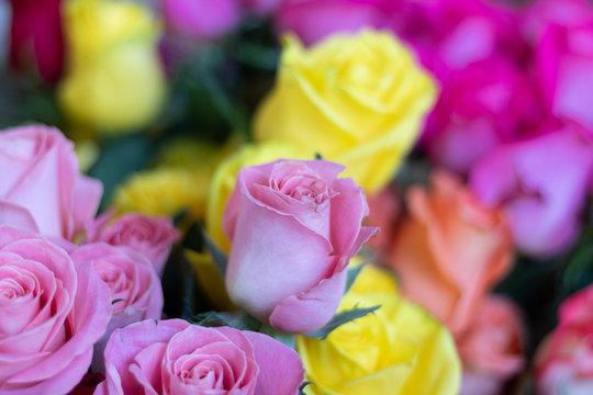Conjunto de flores color amarillo y rosa