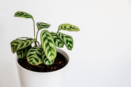 Prayer plant (Ctenanthe burle-marxii aka never never plant) in a white pot on white background. Soft focus close-up on the striking patterned leaves of young fishbone plant.