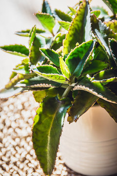 Soft focus close-up on green leaves of mother of thousands plant (kalanchoe daigremontiana) in a white pot standing on a natural place mat.