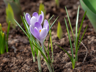 Obraz premium Two crocuses grow nearby. Around crocuses shoots of spring flowers appear from the earth. Tender spring background with flowers.