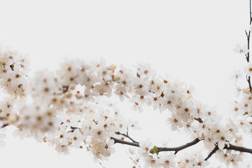 Cherry blossom in spring for background or copy space for text