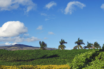 Fototapeta na wymiar Palms with blue sky and clouds in Oahu Hawaii 
