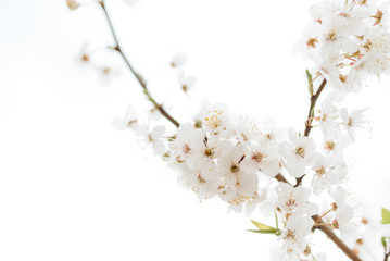 Cherry blossom in spring for background or copy space for text
