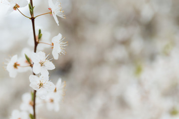 White cherry blossoms in spring sun with tender bokeh