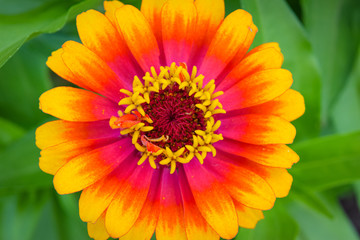 Bright Orange, Yellow and Red Daisy Flower Pedals with Green Leaf Background