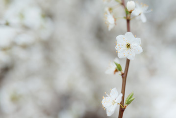 Cherry blossom in spring for background or copy space for text