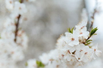 Cherry blossom in spring for background or copy space for text