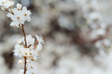 White cherry blossoms in spring sun with tender bokeh