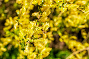 Honigbiene auf blühender Mandelweide