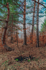 Nordic pine forest in evening light. Short depth-of-field.
