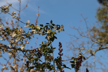 paysage d'un jardin fleuri au printemps
