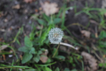 paysage d'un jardin fleuri au printemps