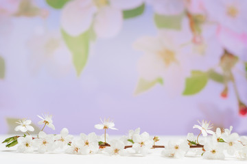 Wooden white table and tree branches with tiny flowers against blurred background, space for text. Amazing spring blossom