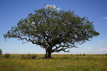 oak tree in the field