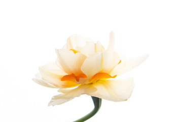 Naklejka na ściany i meble Close up of Fresh White and Pink Daffodils
