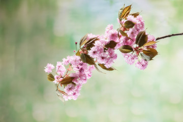 Close up of cherry blossom, sakura flowers on defocused background
