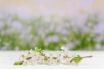 Wooden white table and tree branches with tiny flowers against blurred background, space for text. Amazing spring blossom