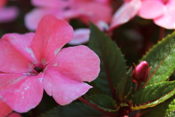 close up of pink flower