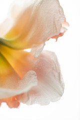 Fototapeta na wymiar Close up of Fresh White and Pink Daffodils
