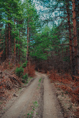 The country or gravel road in the middle of the wild 
