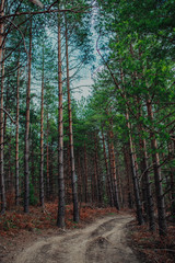 Fototapeta premium Nordic pine forest in evening light. Short depth-of-field. 