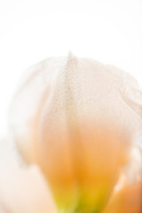 Fototapeta na wymiar Close up of Fresh White and Pink Daffodils