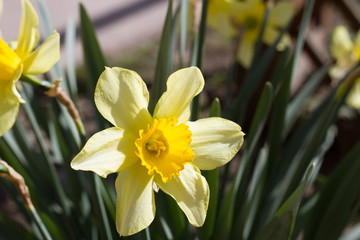 
Yellow narcissus flowers