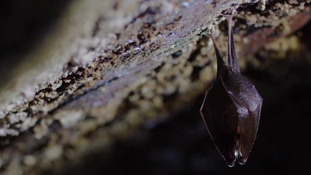 Close up small sleeping lesser horseshoe bat covered by wings, hanging upside down on top of cold arched brick cellar and hibernate. Creative wildlife