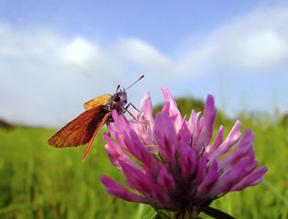 pomarańczowy motyl na fioletowym kwiatku