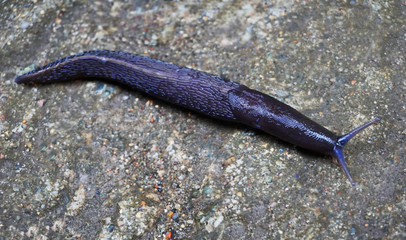 A closeup of Slug