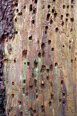 holes in an old tree