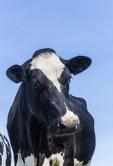 Portrait of a black and white cow in The Netherlands